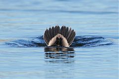 Bufflehead